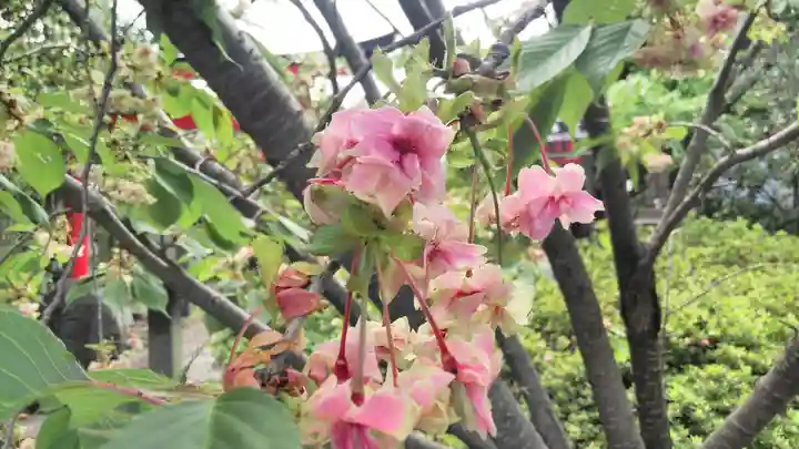 大報恩寺(千本釈迦堂)の自然