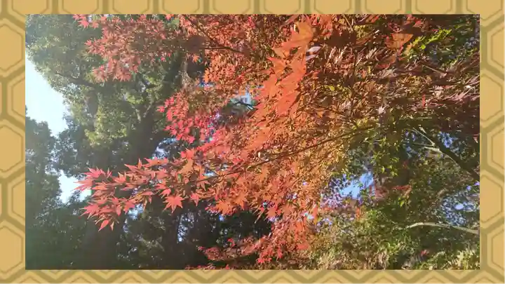 阿佐ヶ谷神明宮(東京都)