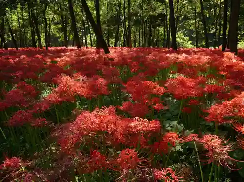 金刀比羅神社の周辺