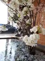 札幌諏訪神社の手水舎