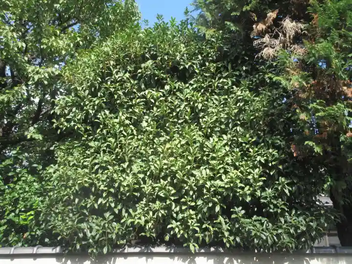 天真寺(東京都)