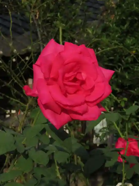 おふさ観音(観音寺)の自然