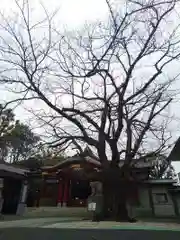 旗岡八幡神社の自然