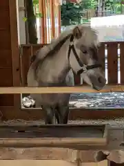 平塚八幡宮の動物