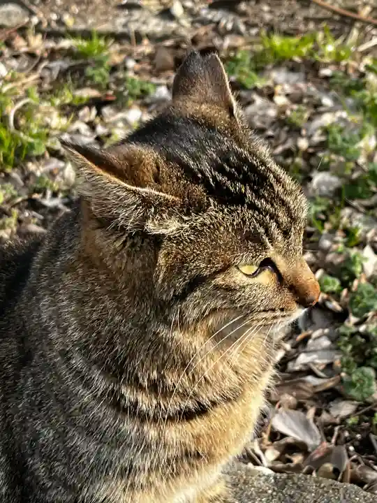 息栖神社の{uncategorized: "未分類", other: "その他", undefined: "問題あり", building: "その他建物", grave: "お墓", sacred_gate: "鳥居", guardian: "狛犬", statue: "像", buddha: "仏像", history: "歴史", nature: "自然", garden: "庭園", animal: "動物", pagoda: "塔", temizu: "手水舎", mountain_gate: "山門・神門", sanctuary: "本殿・本堂", subordinate: "末社・摂社", art: "芸術", scenery: "景色", jizo: "地蔵", ema: "絵馬", goshuin: "御朱印", omikuji: "おみくじ", items: "授与品その他", amulet: "お守り", goshuincho: "御朱印帳", eats: "食事", festival: "お祭り", votive_dance: "神楽", shichigosan: "七五三参", wedding: "結婚式", experience: "体験その他", initially: "初詣", around: "周辺", anti_infection: "感染症対策"}