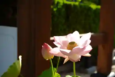 法源寺(山梨県)