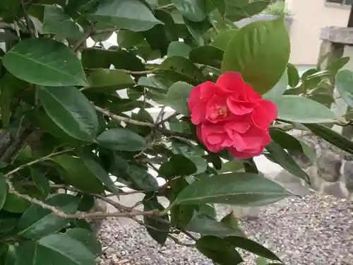 溝旗神社（肇國神社）の自然