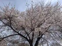 出雲大社相模分祠の自然