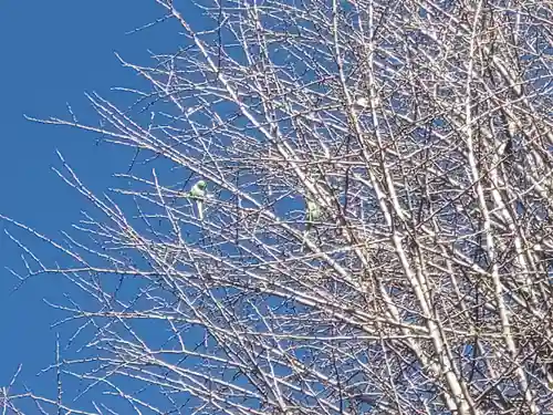 阿佐ヶ谷神明宮の自然