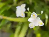 西方山極楽寺(岐阜県)