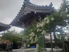 真迎寺の自然