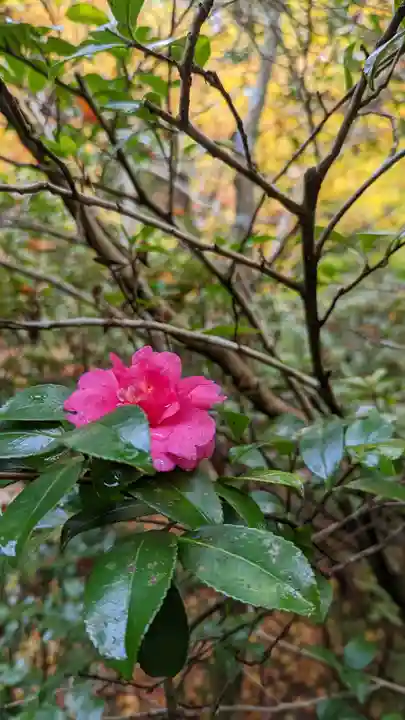 霊鑑寺門跡(京都府)