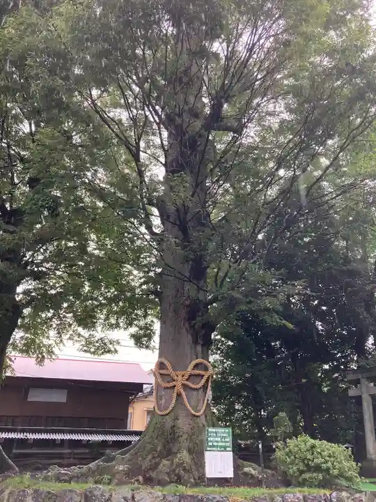 出雲大社相模分祠の自然