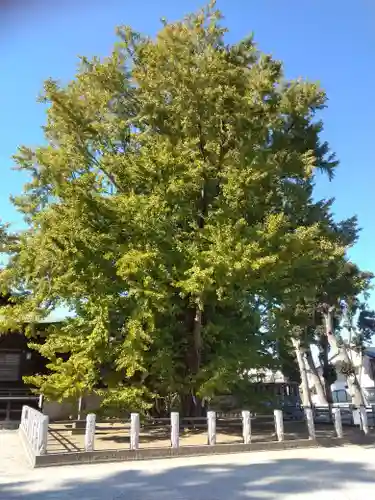 葛飾八幡宮(千葉県)