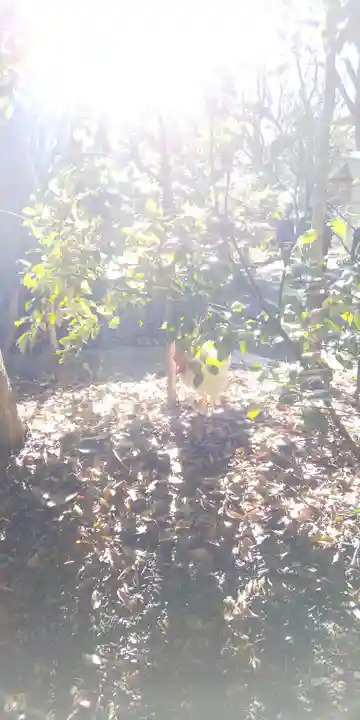 熱田神宮の動物