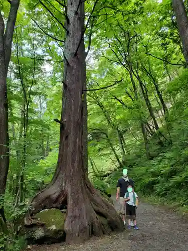 達沢不動滝の自然