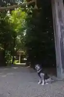伊和神社の動物
