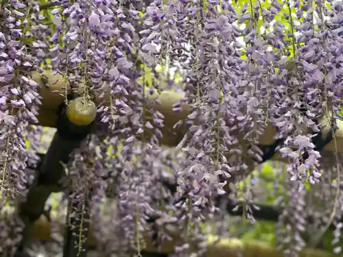 佐野原神社の自然
