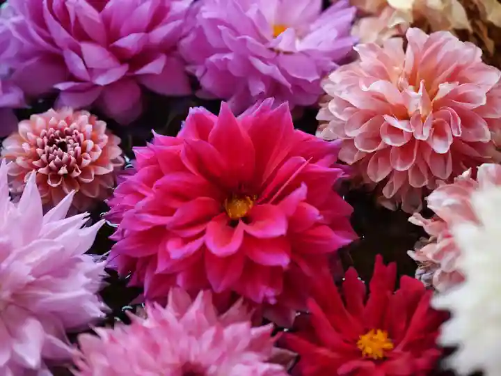高司神社〜むすびの神の鎮まる社〜(福島県)
