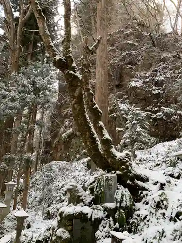 桜松神社の自然