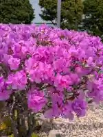 亀田龍神社の{uncategorized: "未分類", other: "その他", undefined: "問題あり", building: "その他建物", grave: "お墓", sacred_gate: "鳥居", guardian: "狛犬", statue: "像", buddha: "仏像", history: "歴史", nature: "自然", garden: "庭園", animal: "動物", pagoda: "塔", temizu: "手水舎", mountain_gate: "山門・神門", sanctuary: "本殿・本堂", subordinate: "末社・摂社", art: "芸術", scenery: "景色", jizo: "地蔵", ema: "絵馬", goshuin: "御朱印", omikuji: "おみくじ", items: "授与品その他", amulet: "お守り", goshuincho: "御朱印帳", eats: "食事", festival: "お祭り", votive_dance: "神楽", shichigosan: "七五三参", wedding: "結婚式", experience: "体験その他", initially: "初詣", around: "周辺", anti_infection: "感染症対策"}