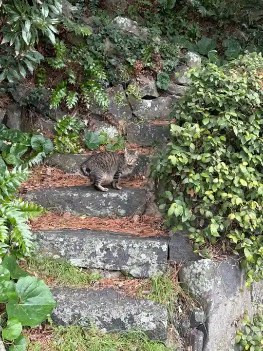 恵比須神社の{uncategorized: "未分類", other: "その他", undefined: "問題あり", building: "その他建物", grave: "お墓", sacred_gate: "鳥居", guardian: "狛犬", statue: "像", buddha: "仏像", history: "歴史", nature: "自然", garden: "庭園", animal: "動物", pagoda: "塔", temizu: "手水舎", mountain_gate: "山門・神門", sanctuary: "本殿・本堂", subordinate: "末社・摂社", art: "芸術", scenery: "景色", jizo: "地蔵", ema: "絵馬", goshuin: "御朱印", omikuji: "おみくじ", items: "授与品その他", amulet: "お守り", goshuincho: "御朱印帳", eats: "食事", festival: "お祭り", votive_dance: "神楽", shichigosan: "七五三参", wedding: "結婚式", experience: "体験その他", initially: "初詣", around: "周辺", anti_infection: "感染症対策"}