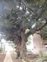 茂侶神社の自然