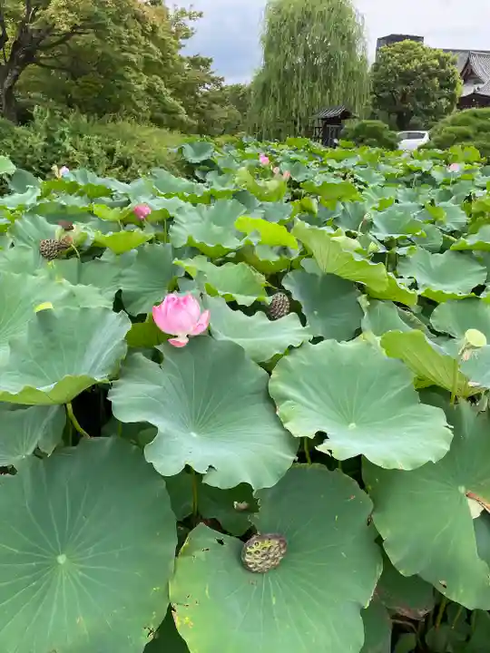 東寺(教王護国寺)の自然