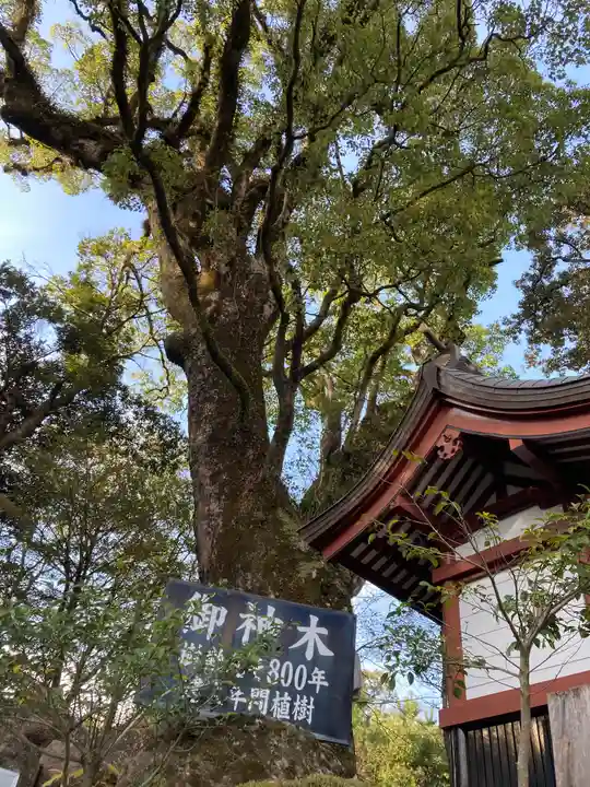 鹿児島神宮の自然