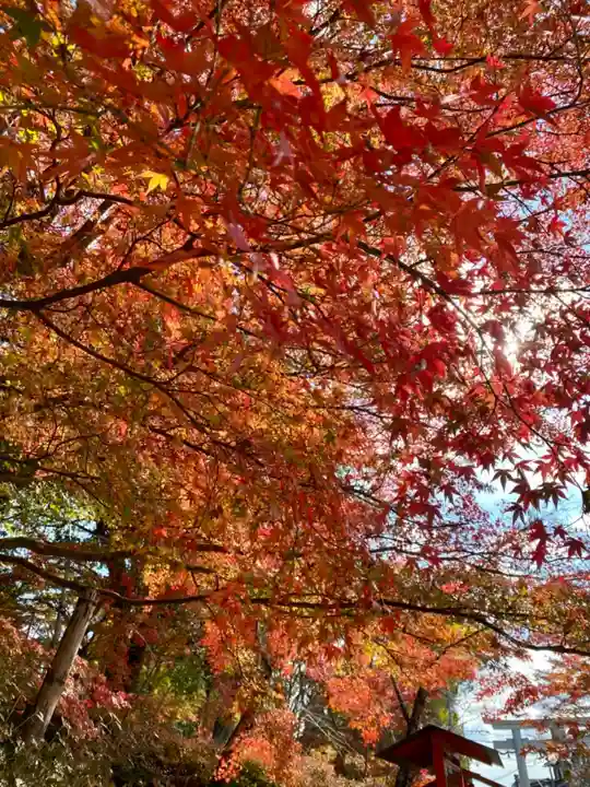 出雲大神宮の自然