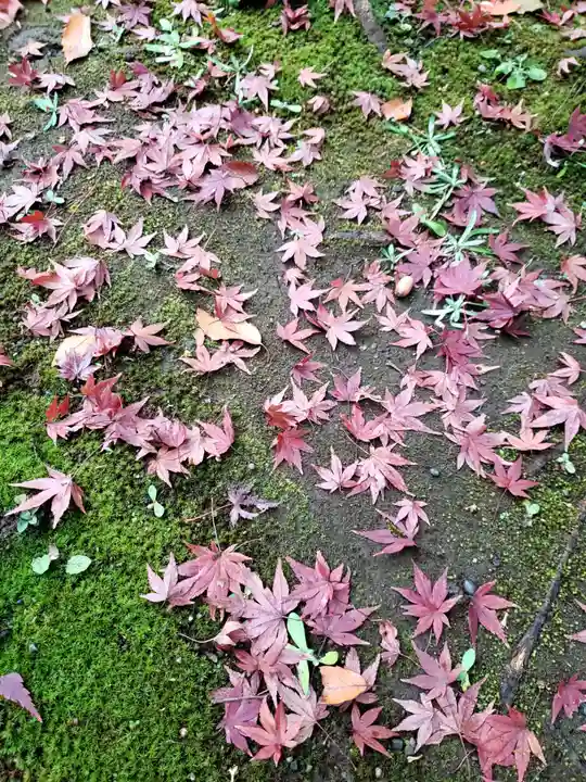 明治神宮の自然