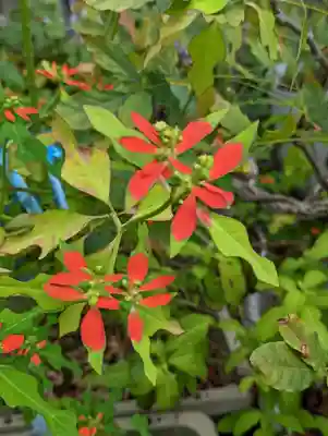 西雲院(京都府)