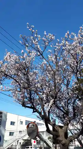 新琴似神社の自然