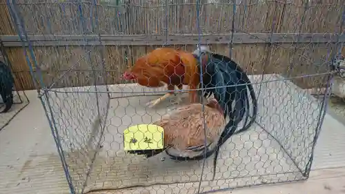彌彦神社(新潟県)