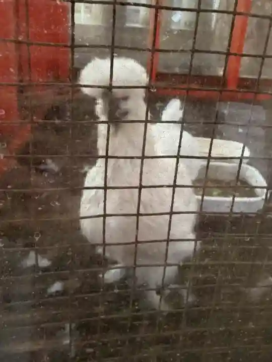 田無神社の{uncategorized: "未分類", other: "その他", undefined: "問題あり", building: "その他建物", grave: "お墓", sacred_gate: "鳥居", guardian: "狛犬", statue: "像", buddha: "仏像", history: "歴史", nature: "自然", garden: "庭園", animal: "動物", pagoda: "塔", temizu: "手水舎", mountain_gate: "山門・神門", sanctuary: "本殿・本堂", subordinate: "末社・摂社", art: "芸術", scenery: "景色", jizo: "地蔵", ema: "絵馬", goshuin: "御朱印", omikuji: "おみくじ", items: "授与品その他", amulet: "お守り", goshuincho: "御朱印帳", eats: "食事", festival: "お祭り", votive_dance: "神楽", shichigosan: "七五三参", wedding: "結婚式", experience: "体験その他", initially: "初詣", around: "周辺", anti_infection: "感染症対策"}