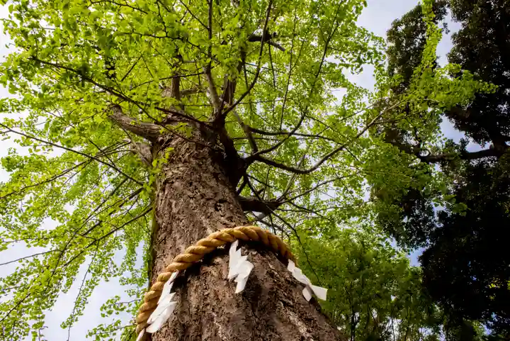 前川神社の自然