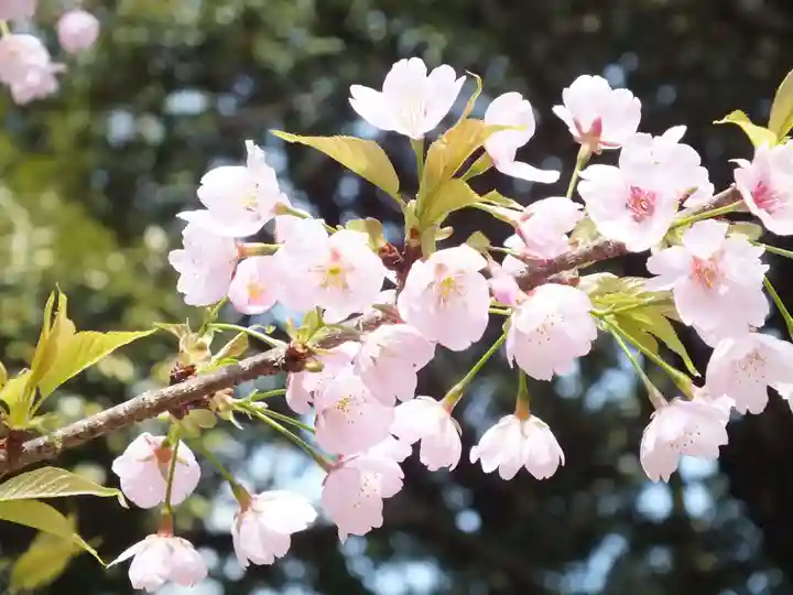 近江神宮の自然