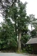 高鉾神社の自然