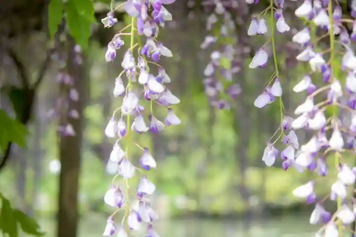 出雲大社の自然