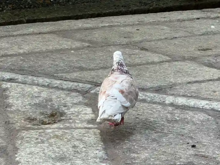 頂法寺(六角堂)(京都府)