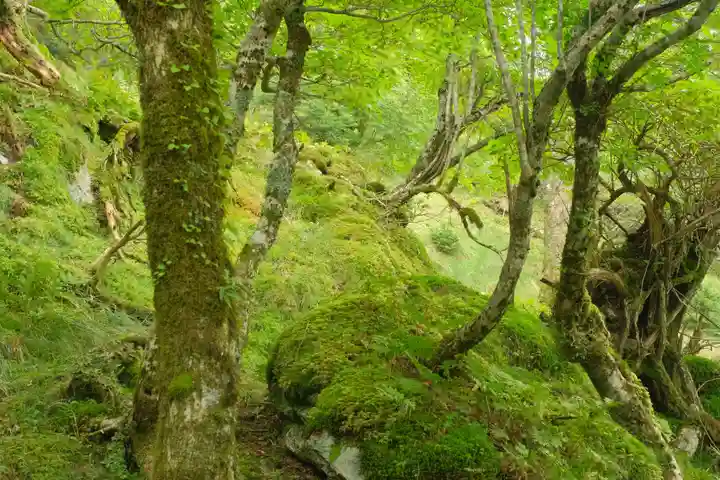 大峯山寺の自然