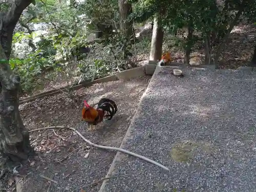 谷保天満宮の動物