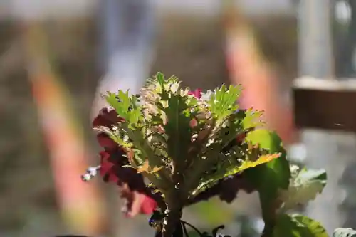 高司神社〜むすびの神の鎮まる社〜の自然