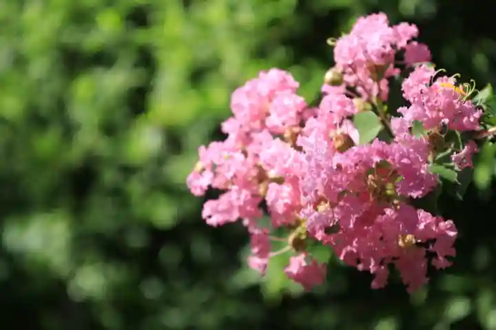 當麻寺中之坊の自然