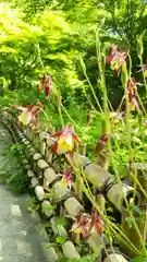 青龍山 吉祥寺の庭園