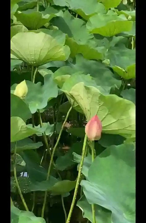 旗上弁財天社(神奈川県)