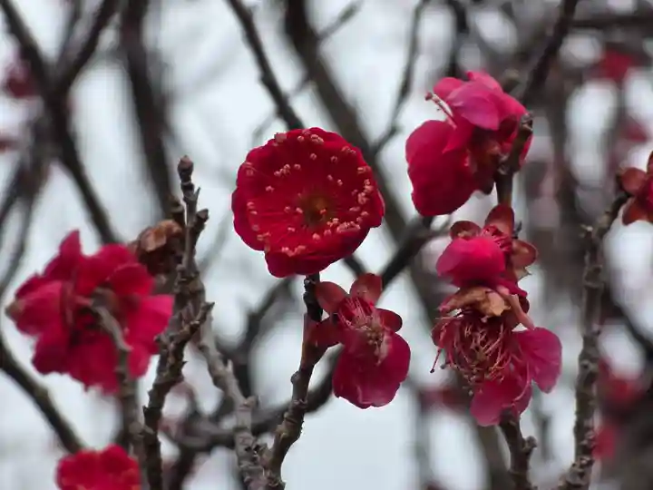 多治速比売神社(大阪府)