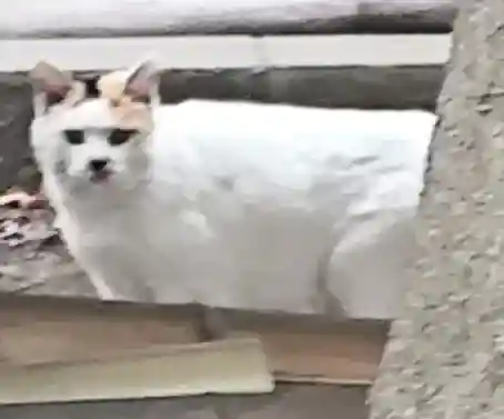 平塚神社の{uncategorized: "未分類", other: "その他", undefined: "問題あり", building: "その他建物", grave: "お墓", sacred_gate: "鳥居", guardian: "狛犬", statue: "像", buddha: "仏像", history: "歴史", nature: "自然", garden: "庭園", animal: "動物", pagoda: "塔", temizu: "手水舎", mountain_gate: "山門・神門", sanctuary: "本殿・本堂", subordinate: "末社・摂社", art: "芸術", scenery: "景色", jizo: "地蔵", ema: "絵馬", goshuin: "御朱印", omikuji: "おみくじ", items: "授与品その他", amulet: "お守り", goshuincho: "御朱印帳", eats: "食事", festival: "お祭り", votive_dance: "神楽", shichigosan: "七五三参", wedding: "結婚式", experience: "体験その他", initially: "初詣", around: "周辺", anti_infection: "感染症対策"}