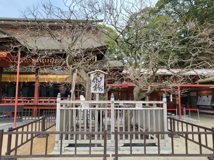 太宰府天満宮の自然