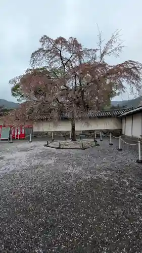 醍醐寺(京都府)